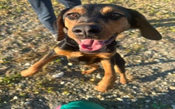 Mixed Breed dogs for adoption:  Meet Aldo – The Sweetest Cuddle Bug in London! - Image 11