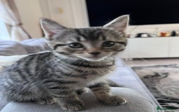 Mixed Breed cats for sale: Beautiful kittens  - Image 10