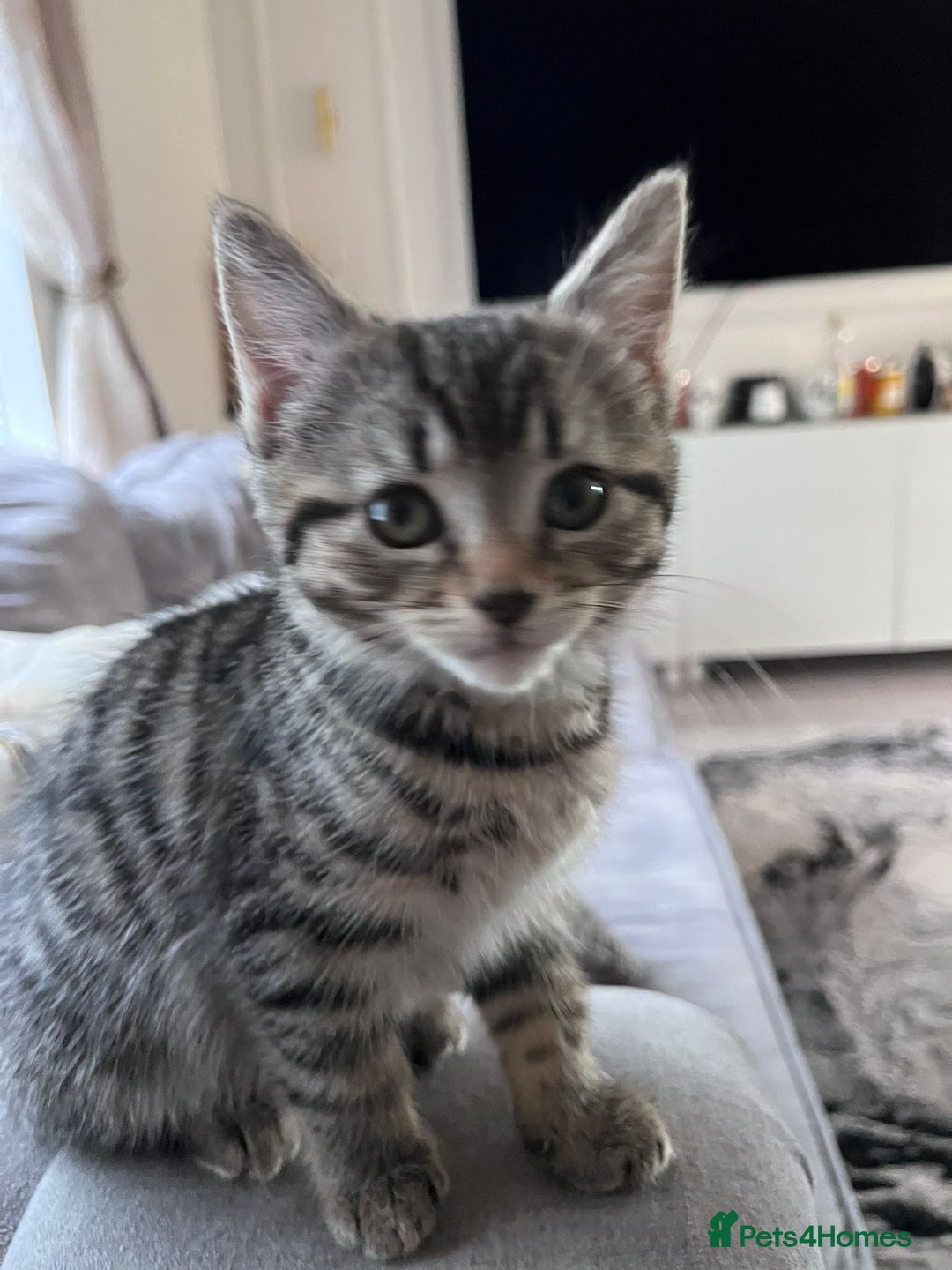 Mixed Breed cats for sale: Beautiful kittens  - Image 10