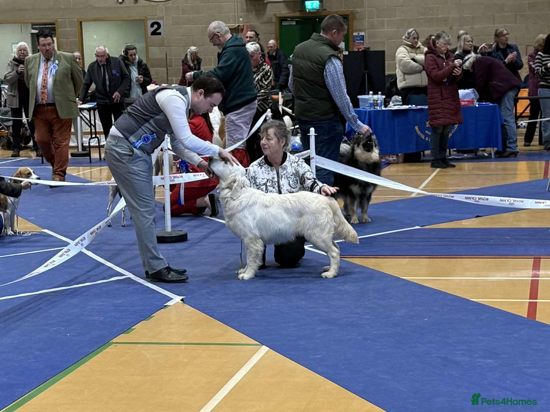 Golden Retriever dogs for sale: Stunning Golden Retriever boy.  - Advert 8