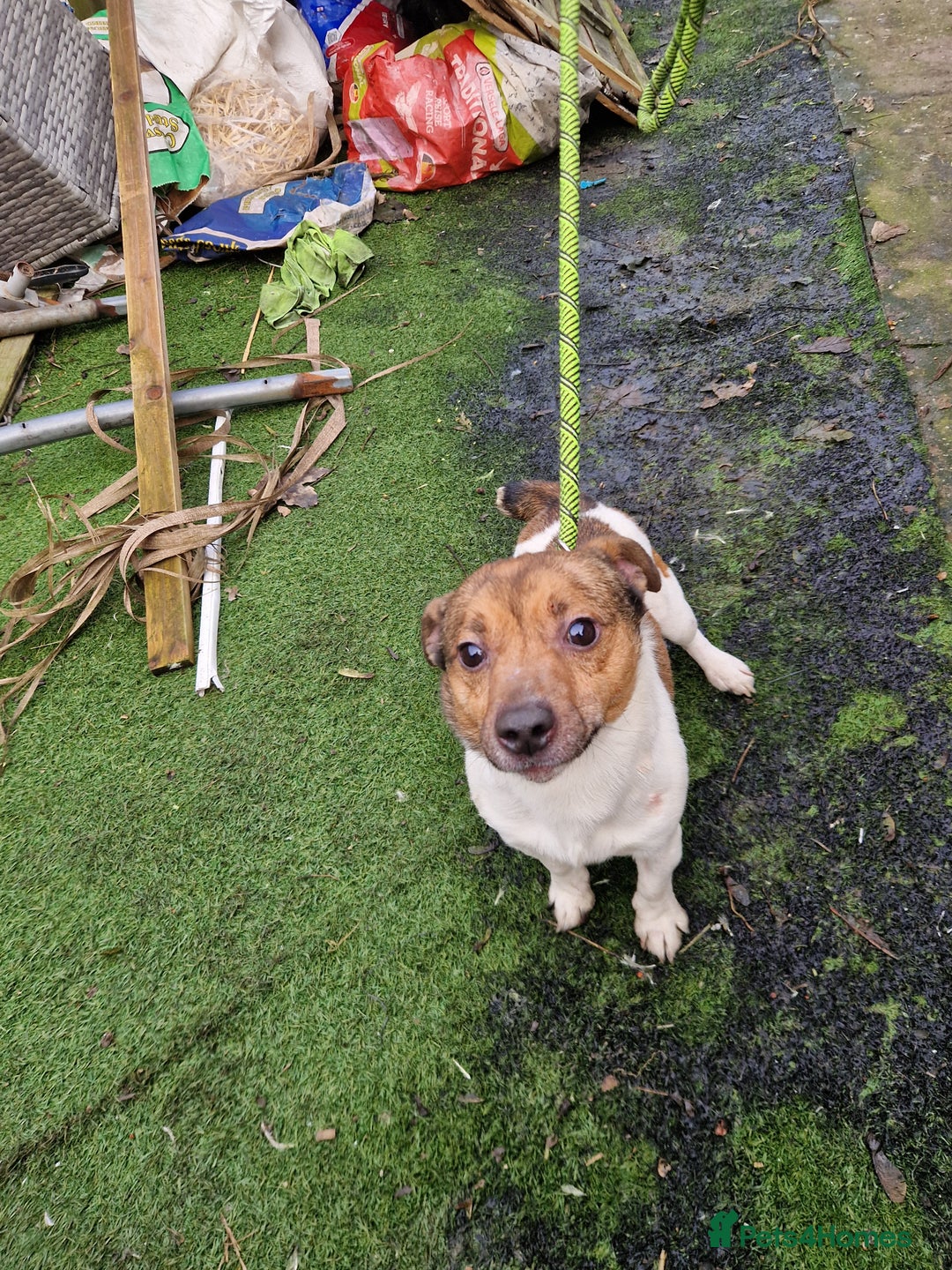 Jack Russell dogs for stud: Jack russell stud dog  - Advert 2