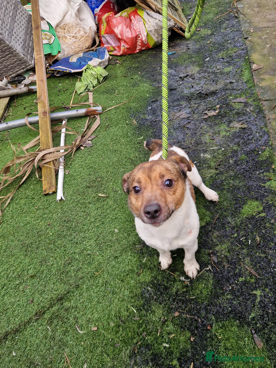 Jack Russell dogs for stud: Jack russell stud dog  - Advert 2