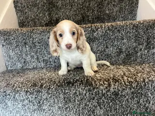 Miniature Dachshund dogs LONGHAIRED MINIATURE DAXIES READY NOW - Advert 10