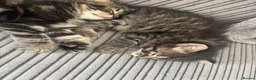 Mixed Breed cats for sale: Adorable fluffy kittens  in Ipswich - Advert 5