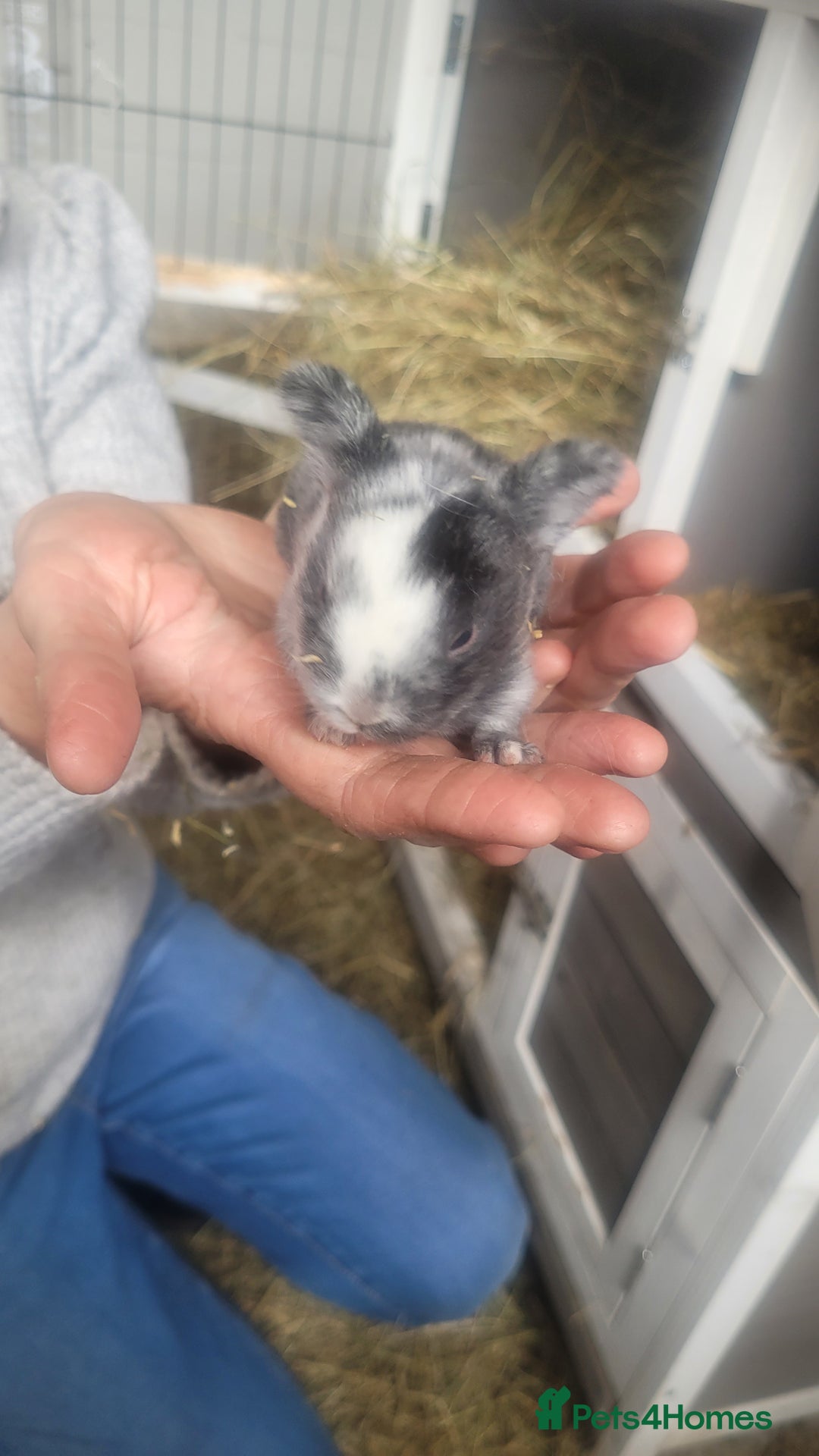 English Lop rabbits for sale: Rabbits  - Image 6