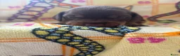 Dachshund dogs for sale: Dachshunds puppy’s  in Birmingham - Advert 2