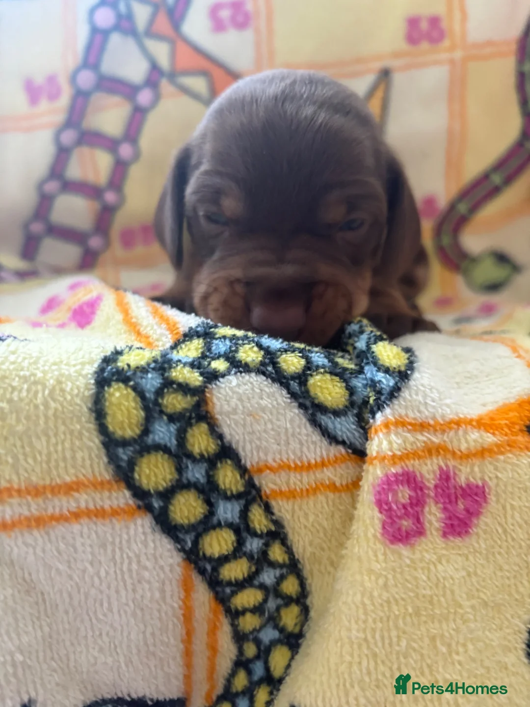Dachshund dogs for sale: Dachshunds puppy’s  in Birmingham - Advert 2