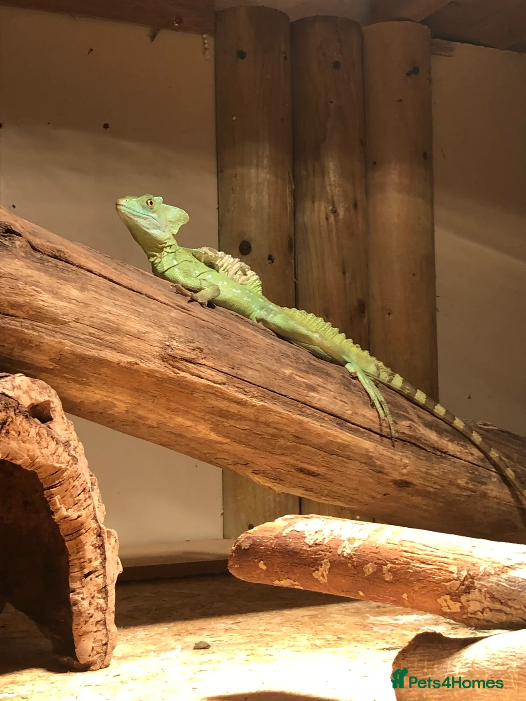 Lizard reptiles for sale: Green Basilisk - Advert 1