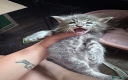 Maine Coon cats for sale: READY NOW Maine coon kittens  - Image 14