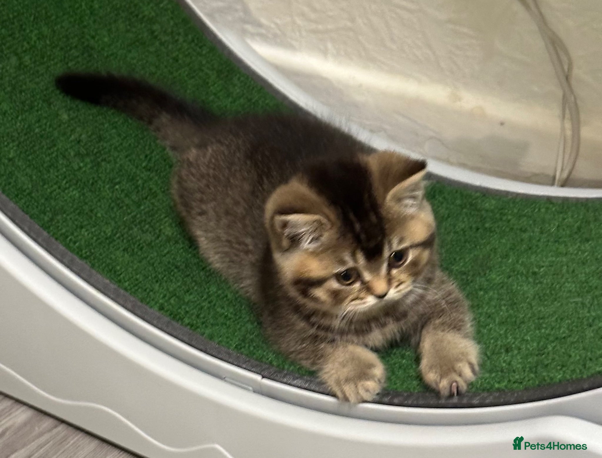 British Shorthair cats Pure breed amazing kitten from champion bloodline  - Advert 1