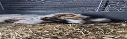 Guinea Pig rodents for sale: Skinny pigs sows & funky boys  - Advert 2