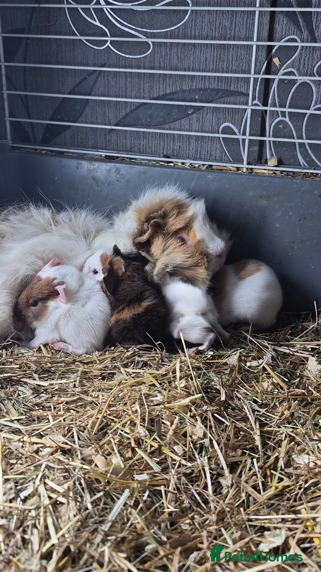 Guinea Pig rodents for sale: Skinny pigs sows & funky boys  - Advert 2