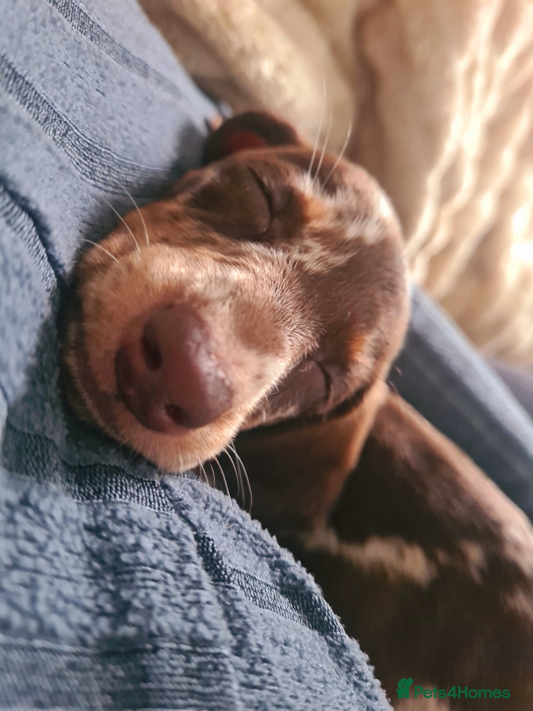 Dachshund dogs for sale: Beautiful Standard Dachshunds  - Image 14