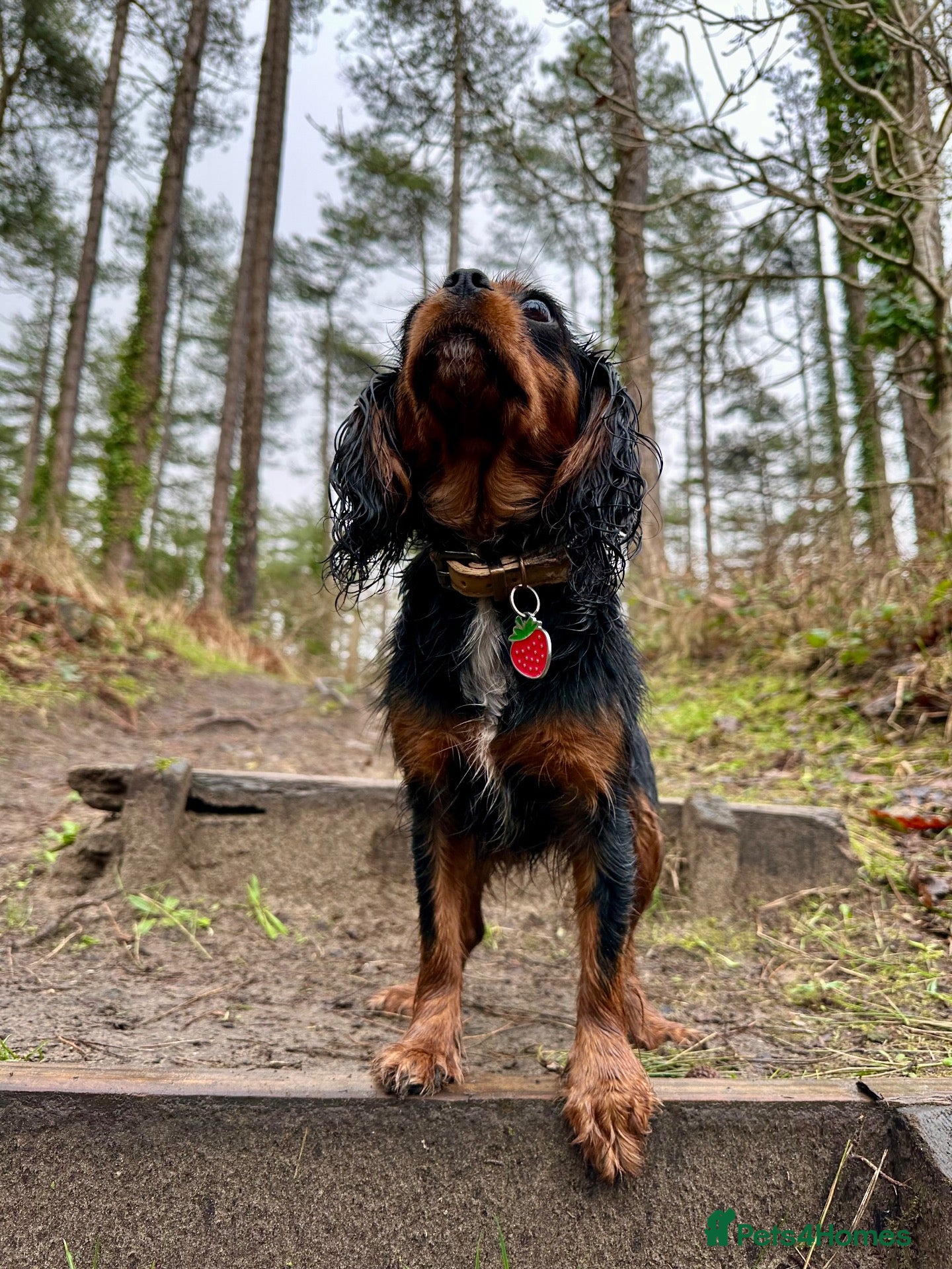 Cavalier King Charles Spaniel dogs KC registered Cavalier King Charles Spaniel.  - Advert 2