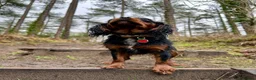 Cavalier King Charles Spaniel dogs for sale: KC registered Cavalier King Charles Spaniel.  - Advert 2