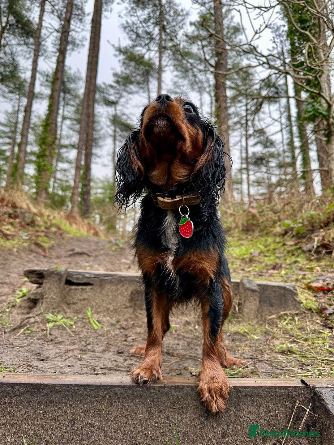 Cavalier King Charles Spaniel dogs for sale: KC registered Cavalier King Charles Spaniel.  - Advert 2