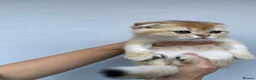 Scottish Fold cats for sale:  PUREBRED SCOTTISH FOLD GOLDEN CHINCHILLA KITTENS  - Advert 12