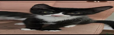 Maine Coon 2