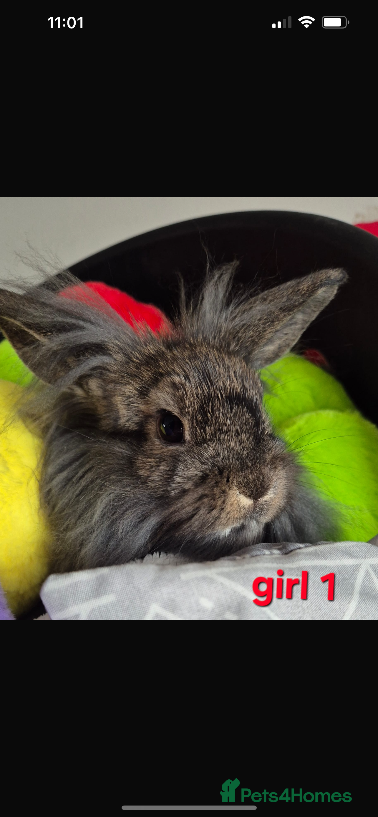 Mini Lion Lop rabbits 2 girls Lion lops left  - Advert 22