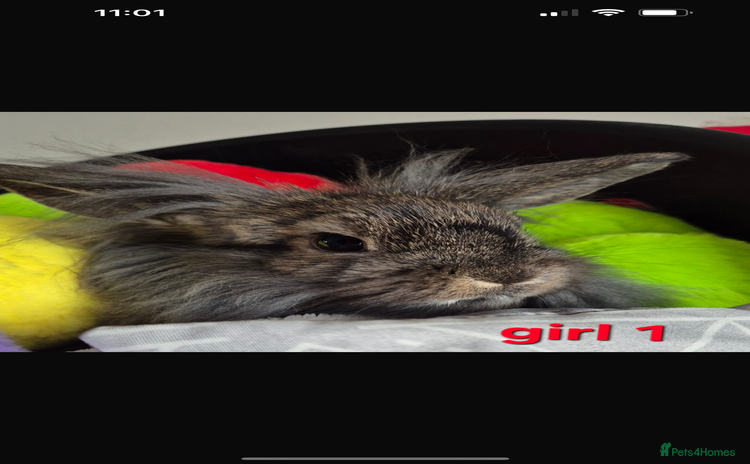 Mini Lion Lop rabbits 2 girls Lion lops left  - Advert 7