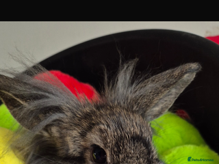 Mini Lion Lop rabbits 2 girls Lion lops left - Advert 9