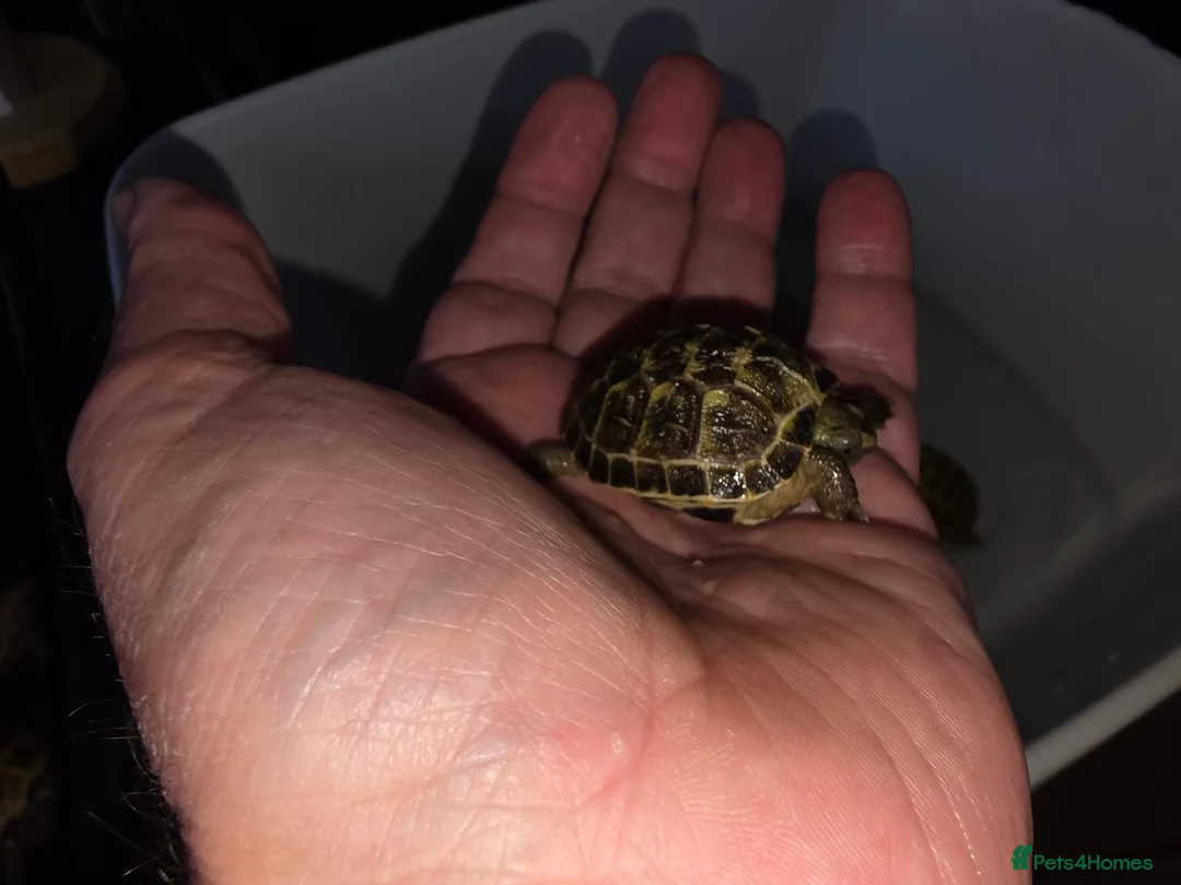 Tortoise reptiles for sale: Baby horsefield tortoise  - Advert 8