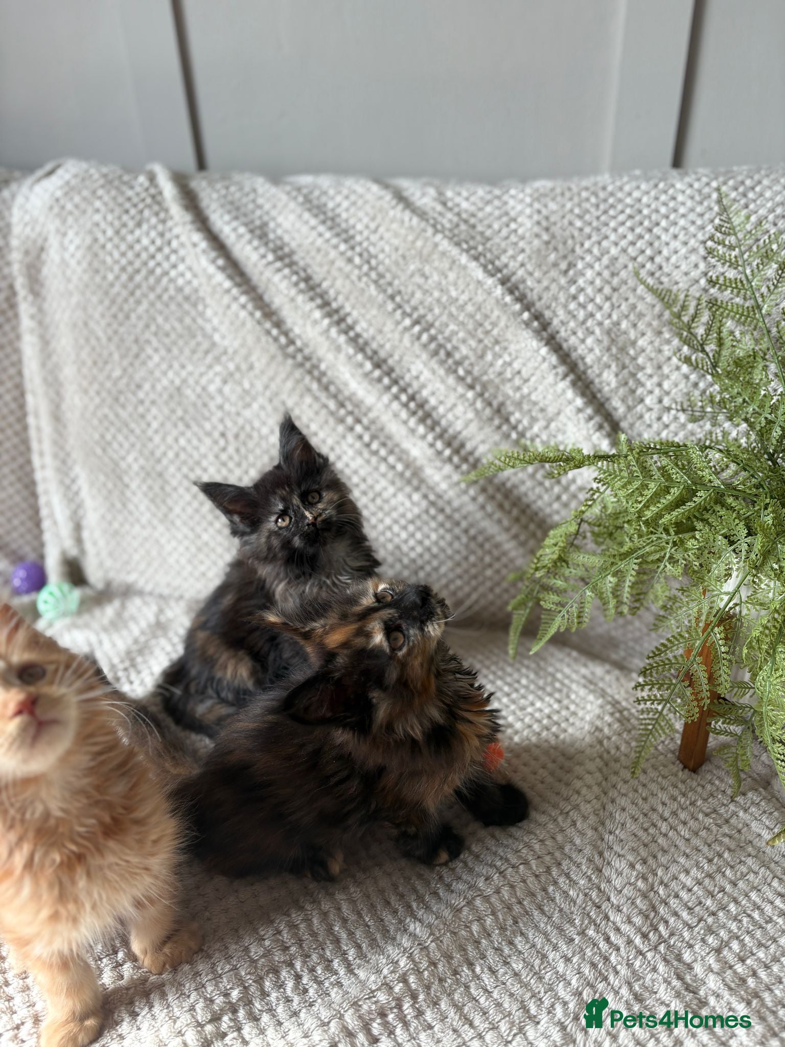 Maine Coon cats Stunning mainecoon kittens  - Advert 2