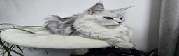 Maine Coon cats for sale: XL Stunning Maine Coon / TICA /Ready - Advert 2