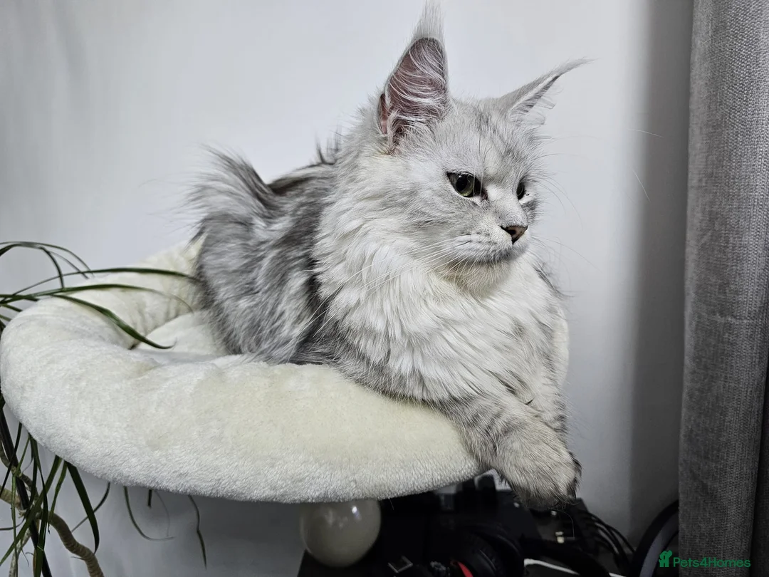 Maine Coon cats for sale: XL Stunning Maine Coon / TICA /Ready - Advert 2