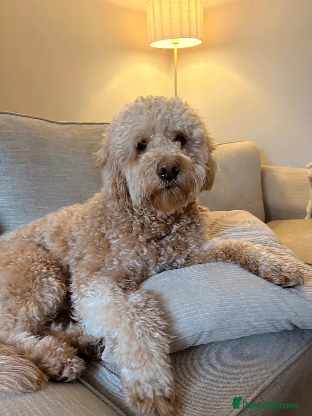 Goldendoodle dogs for sale: Goldendoodle Rehome - Advert 1