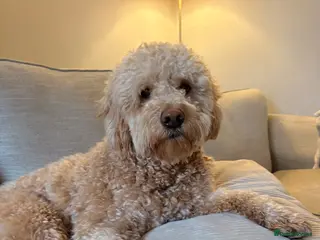 Goldendoodle dogs Goldendoodle Rehome - Advert 1