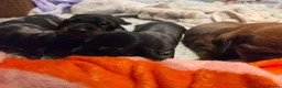 Miniature Dachshund dogs for sale: MINIATURE DACHSHUNDS TO FIND THEIR FOREVER HOME 🏡 - Advert 1
