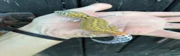 Gecko reptiles for sale: Various Gecko species  - Advert 5