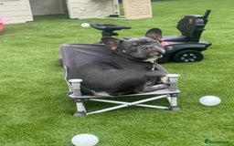 French Bulldog dogs for sale: French bull dog - Image 2