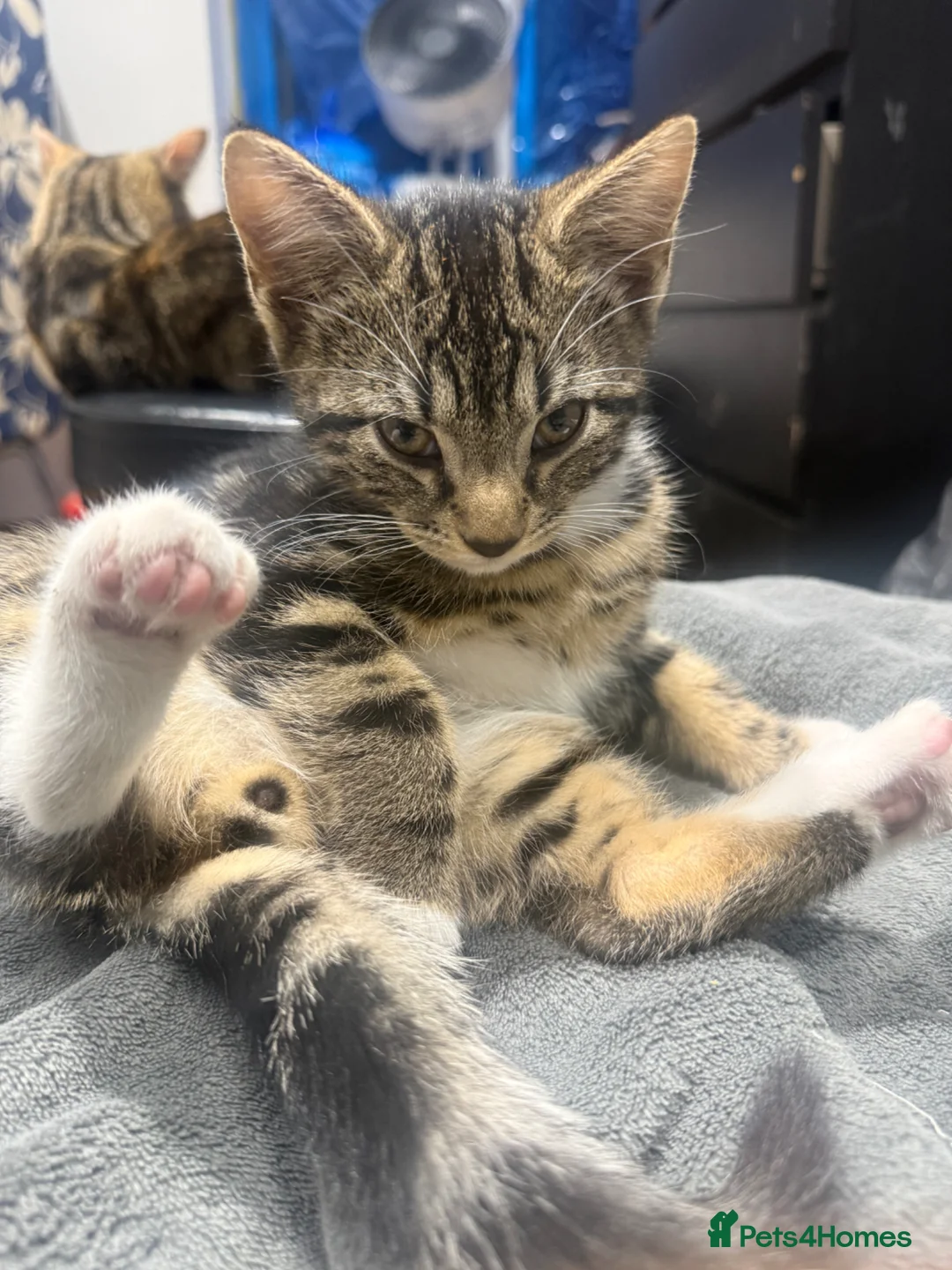 Domestic Shorthair cats for sale: Free kitten in Hayes - Advert 1