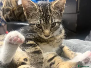 Domestic Shorthair cats Free kitten - Advert 1