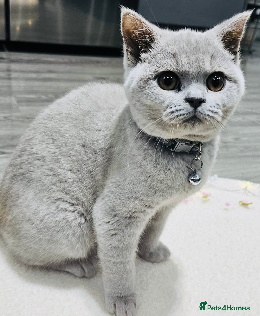 British Shorthair cats for sale: Beautiful Rare Fawn Lilac British Shorthair Girl! - Advert 13