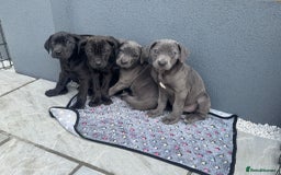 Cane Corso dogs for sale: Cane corso pups  - Image 2
