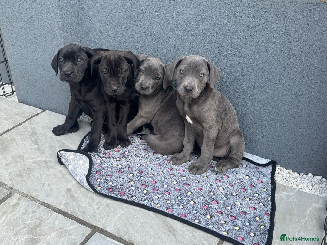 Cane Corso dogs for sale: Cane corso pups  - Image 2