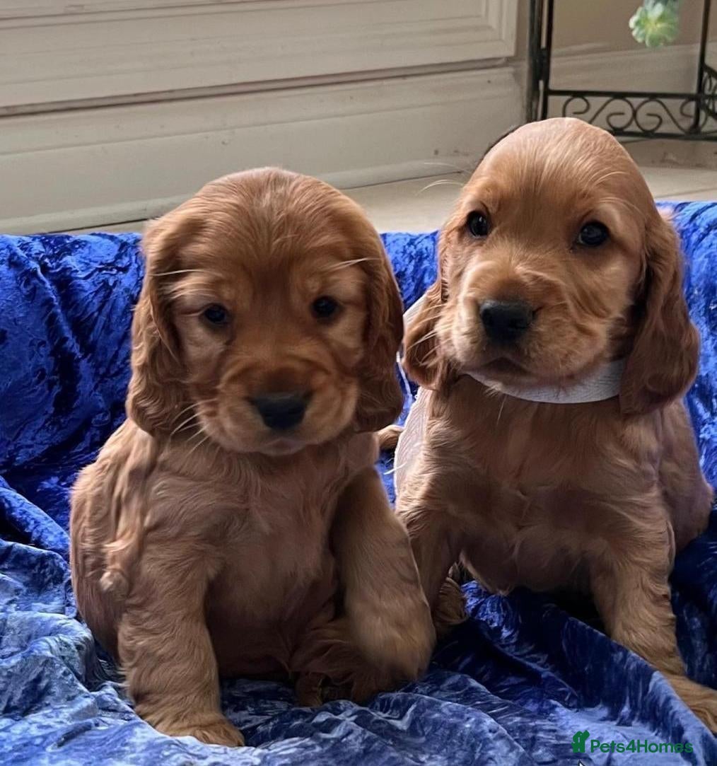 Cocker Spaniel dogs Stunning Showtype Cocker spaniel puppies - Advert 4