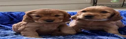 Cocker Spaniel dogs for sale: Stunning Showtype Cocker spaniel puppies in Ashton-under-Lyne - Advert 1
