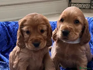 Cocker Spaniel dogs Stunning Showtype Cocker spaniel puppies - Advert 4