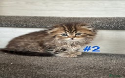 Scottish Fold cats for sale: Adorable Scottish Fold Kittens Ready for New Homes - Image 8