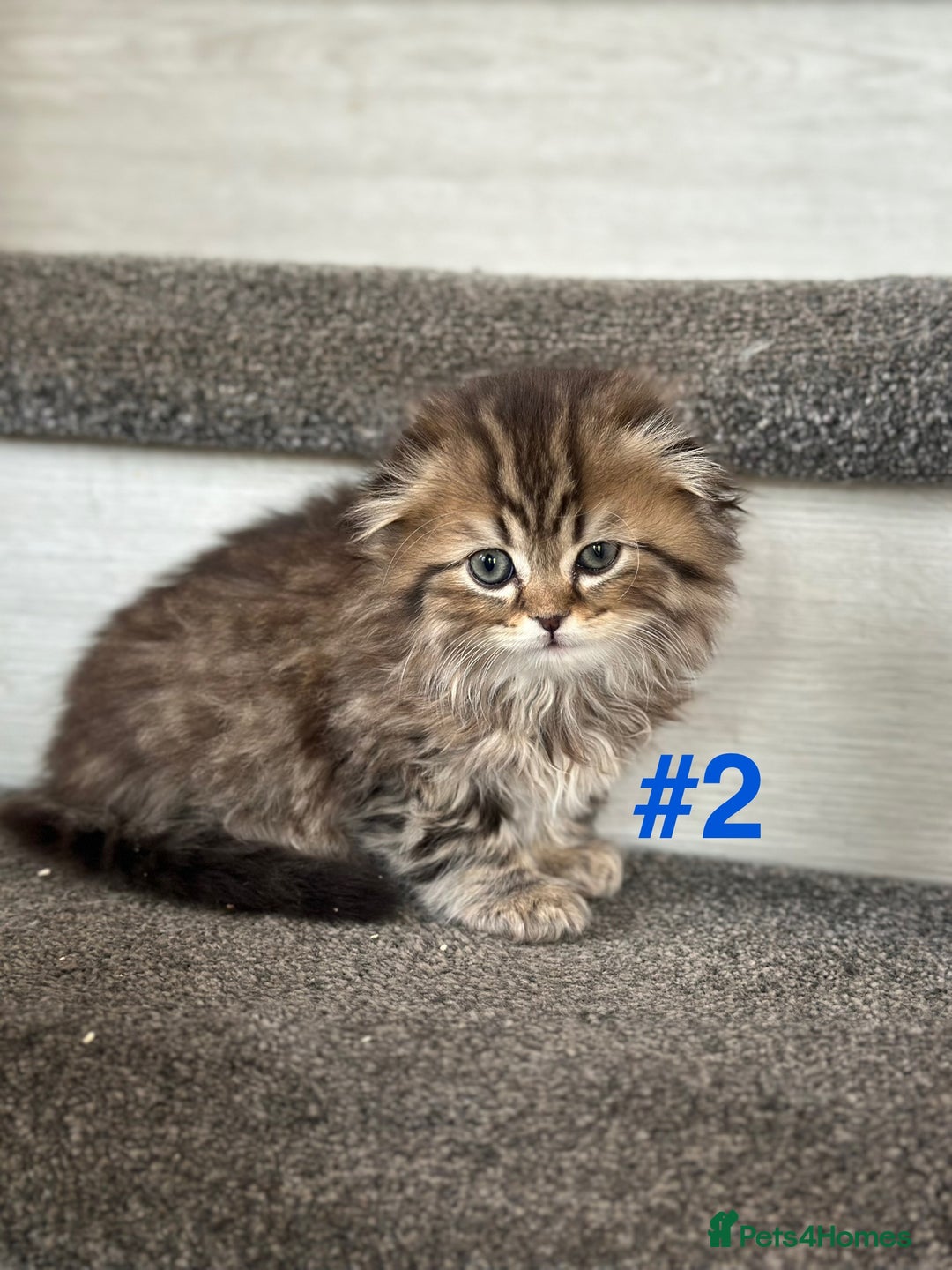 Scottish Fold cats for sale: Adorable Scottish Fold Kittens Ready for New Homes - Image 8