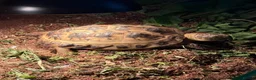 Tortoise reptiles for sale: Horsefield tortoise female 4 years old - Advert 2