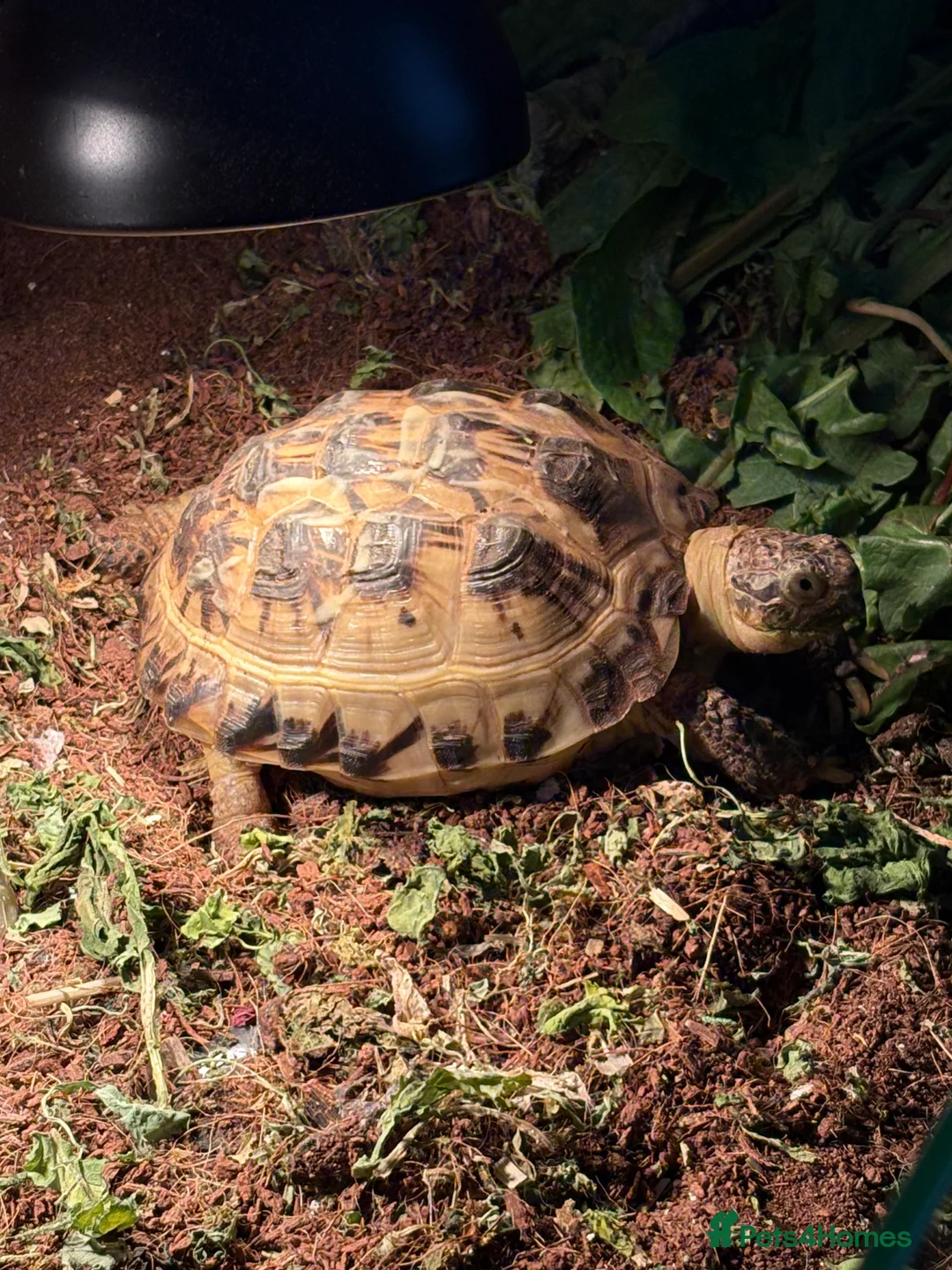 Tortoise reptiles for sale: Horsefield tortoise female 4 years old - Advert 2