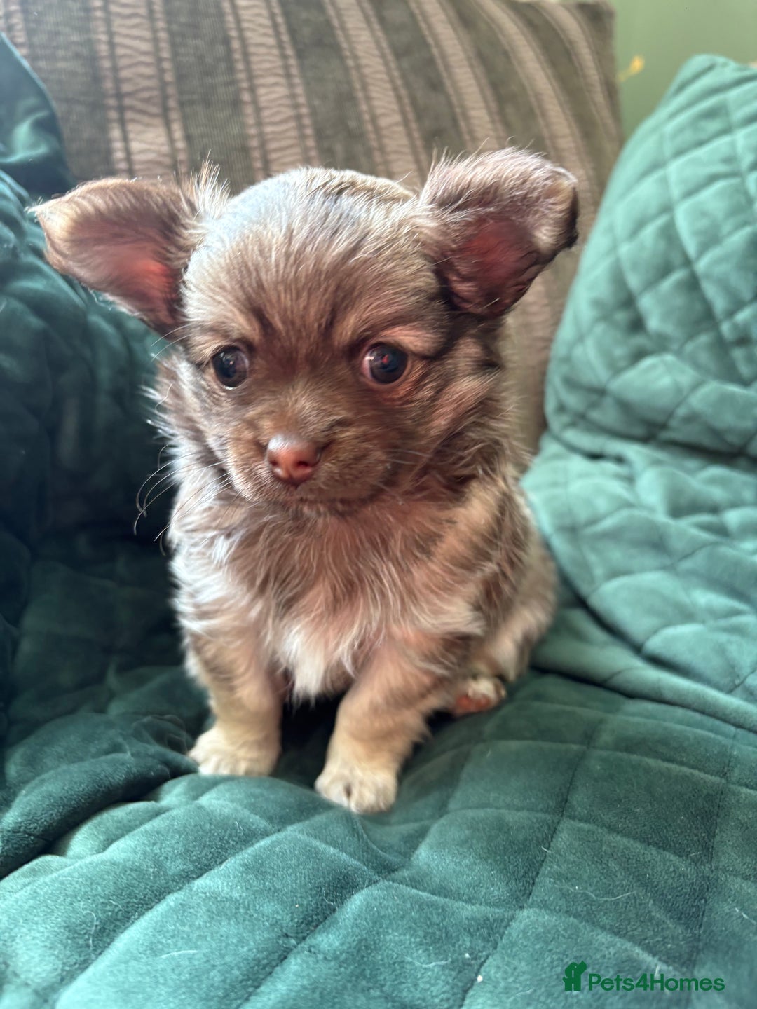 Chihuahua dogs for sale: Gorgeous Fluffy Chihuahua Puppy - Image 11