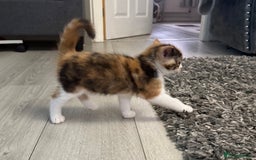 Ragdoll cats for sale: Adorable Ragdoll/Turkish Angora Female Kitten - Image 10