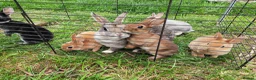 Rex rabbits for sale: Mini rex rabbits, black Vienna marked buck - Advert 13
