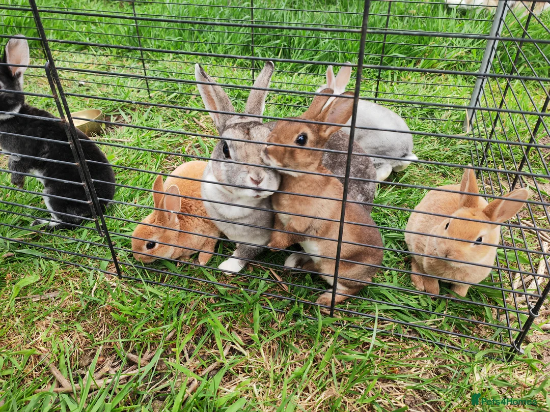 Rex rabbits for sale: Mini rex rabbits - Advert 14